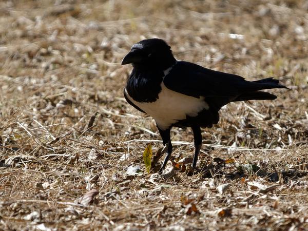 <h3><a href="/trips/safari/biota/animalia/chordata/aves/040 passeriformes/054 corvidae/corvus albus/corvus albus-nl.html">Corvus&nbsp;albus</a> / Pied&nbsp;crow / Schildraaf</h3>OM-1 Mark II met OLYMPUS M.150-400mm F4.5 TC, 1/2000 sec  bij F5.6, ISO 1000, afstand 37.2&nbsp;m